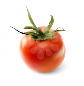 Red tomato on a white background. Vector realistic illustration