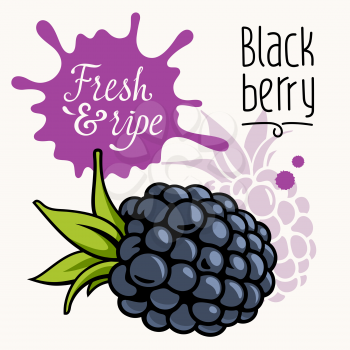 Vector illustration of ripe juicy blackberry. Concept for a farmers market. Idea for the label design. Organic, local grown product