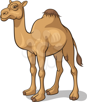 Cartoon camel isolated on white, vector illustration