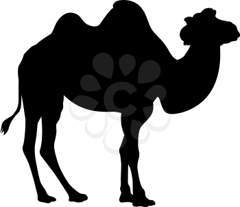 Vector silhouette of a camel isolated on white
