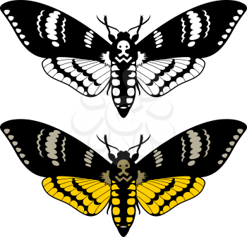 Death's head hawk moth, vector illustration