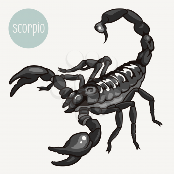 Realistic vector illustration of a scorpion isolated on white