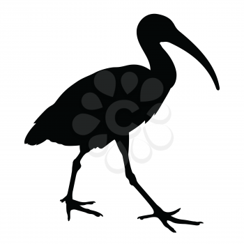 African sacred ibis silhouette. Vector illustration