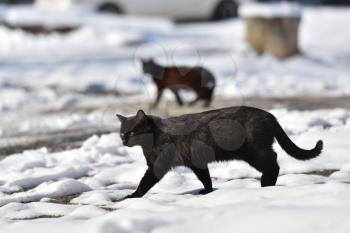 Two black cats are walking in the street on a winter day