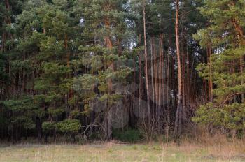 Beautiful green pine forest in the evening