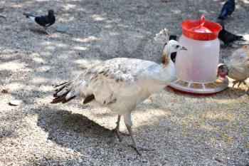 A white peafowl walks the ground in the zoo. White peafowl next to the trough.