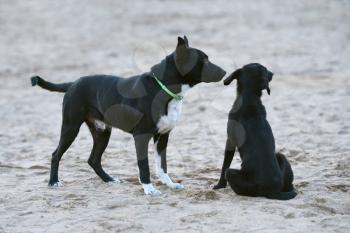 Two black dogs are played in the sand on the beach.