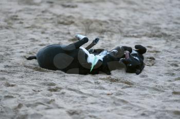Two black dogs are played in the sand on the beach.