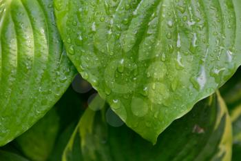 The leaves of the host plant, after the rain.