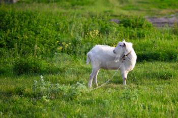 Beautiful white goat on a green meadow.