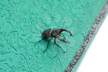 A deer beetle sits on the wall of a building.