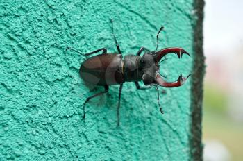 A deer beetle sits on the wall of a building.