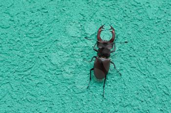 A deer beetle sits on the wall of a building.