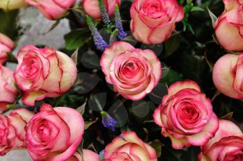 Beautiful pink roses in a bouquet of close-up.