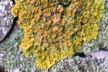 Small and beautiful fungus on the tree, macro photography.