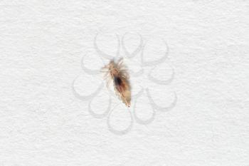 Insect lice on a white paper background.