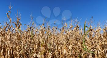 Dry field of ripe corn against a bright blue sky. Dried and unripe field of corn