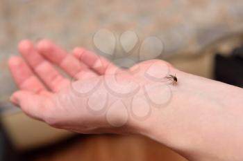 Big mosquito bites the girl in the arm.