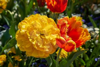 Two tulips of different types, peony tulip Yellow Pomponette and terry tulip