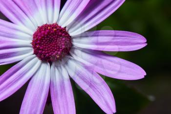 Beautiful and bright Osteospermum flower of violet color, macro