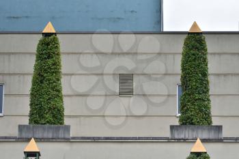 Blowing plant on the roof of a building in a European city.