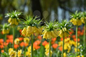 Beautiful plant fritillaria, yellow in the background of the garden, in spring