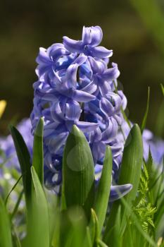 Violet hyacinth flower or hyacinthus in spring garden close up.