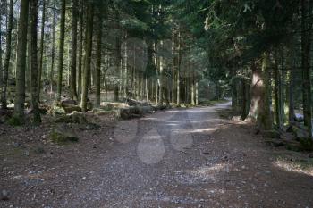 Footpath in the forest between trees for a walk or cycling in the Europe