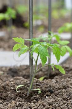 A young sprout of tomatoes emerges from under the ground and grows next to a twig