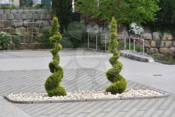 Thuja conifer trimmed in the form of a spiral on the background of the yard