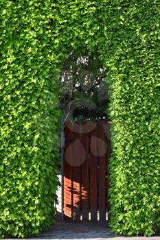 A tall fence from a bush and an arch carved into it, the entrance to the house