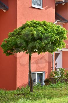 A small maple tree against the background of a cottage with red walls