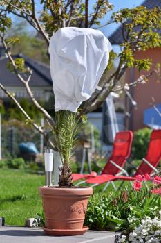 Home plant palm covered with a white cloth to protect from sunlight