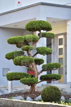 Beautiful curved big Bonsai tree in a flower bed against the background of a modern house