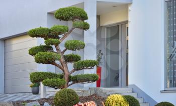 Beautiful curved big Bonsai tree in a flower bed against the background of a modern house