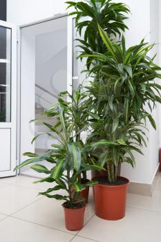 Two home plants Pandanus in brown pots stand on the floor in the room.