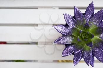 Succulent painted in lilac spangles against a white wooden shelf