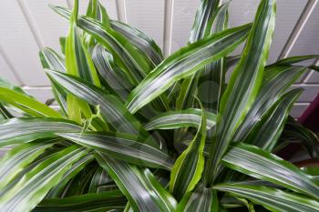 The leaves of a house plant Pandanus closeup on the white wall background.