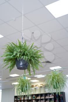 Plant fern with chains suspended from the ceiling in the room