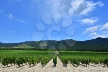 Beautiful and green grape fields near the mountains in summer. With text space