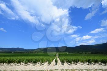 Beautiful and green grape fields near the mountains in summer.