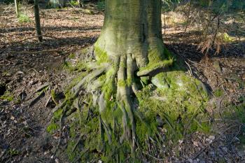 The trunk of the tree and its large roots go to the ground in a European forest