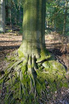 The trunk of the tree and its large roots go to the ground in a European forest