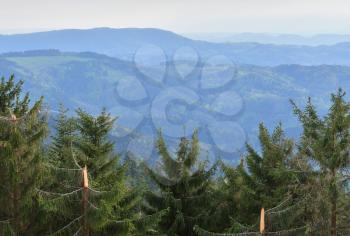 Broken conifers from strong winds on top of the mountains in the European forest of Schwarzwald