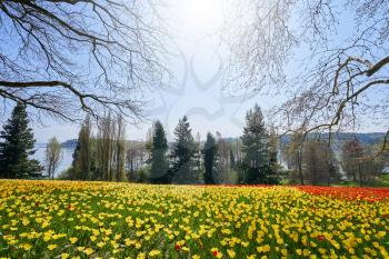 Picturesque landscape with a field of red and yellow tulips and a view of Lake Bodensee