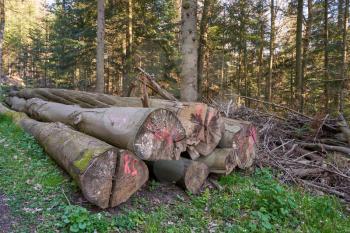 Sawn tree trunks lie in the forest and rot.