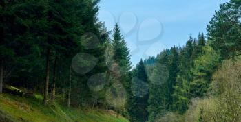 Spring landscape with coniferous trees on the hills in the German forest