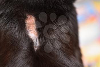 The cat after the fight with a wound without hair, the skin is wounded with a sore. Close up
