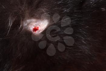 The cat after the fight with a wound without hair, the skin is wounded with a sore. Close up