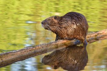 Wet nutria sits on a log above a pond and is reflected in the water